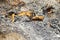 Close up details of industrial excavator working on granite quarry