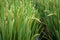 Close-up details of near-mature yellow green rice ears grown in a paddy field before harvest season in a farmland