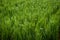 Close-up details of near-mature yellow green rice ears grown in a paddy field before harvest season in a farmland