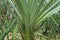 Close up details of Pandanus leaves. Pandanus amaryllifolius close up green prickly pandanus Evergreen tree with thorny leaves.