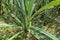 Close up details of Pandanus leaves. Pandanus amaryllifolius close up green prickly pandanus Evergreen tree with thorny leaves.