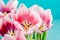 Close-Up Details Of Pink Tulip Flower