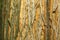 Close up of details of real tree old wooden texture. Wood background with brown structure. Natural forest rustic photo
