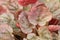 Close-up and details shot of the red leaves of the Begonia Rex.