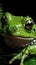 Close-up of a dew-covered frog sitting on a vibrant green leaf. AI generation