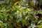 Close up dew drops on birch twigs concept photo. Young branches, stems in springtime