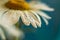 Close-up of dew drops on fresh flowers of a white chamomile. Macro shot. Shallow depth of field