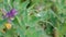 Close-up dew drops on green fluffy grass leaves. Stock footage. Beautiful drops of water left after rain are stored on