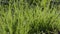 Close-up of dew drops on green grass