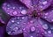 Close-up of Dew Drops on Purple Flower