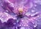 Close-up of Dew Drops on Vibrant Purple Flower