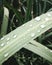 Close up of dew at green grass Drops water