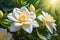 Close-Up of Dew-Kissed Gardenia Flowers - Petals Unfurling, Nestled Among Lush Green Foliage in the Morning