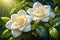 Close-Up of Dew-Kissed Gardenia Flowers - Petals Unfurling, Nestled Among Lush Green Foliage in the Morning