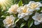 Close-Up of Dew-Kissed Gardenia Flowers - Petals Unfurling, Nestled Among Lush Green Foliage in the Morning