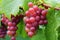 close-up of dew-kissed grapes in early morning