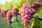 close-up of dew-kissed grapes in early morning