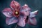 Close-Up of a Dew-Kissed Purple Hellebore Flower with Delicate Petals against a Soft Blue Background