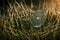 A close-up of dew-kissed spiderwebs