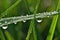 close-up of dewdrop on a blade of grass