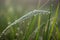 close-up of dewdrop on a blade of grass in the foggy meadow