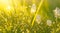 A close-up of dewdrops on grass, catching the golden hour sunlight