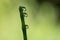 Close-up of dewdrops on a horsetail stem