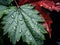 Close-up dewdrops leaves. Macro view of droplets on spring leaf and autumn leaf in dark outdoor background. AI generated.