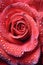 close-up of dewdrops on vibrant rose petals