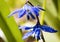 Close Up Dewy Blue Siberian Squill Flower