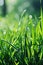 Close-up of Dewy Grass Blades