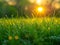 Close-up of dewy grass sparkling in the morning sun