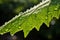 a close-up of a dewy leaf under sunlight