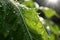 a close-up of a dewy leaf under sunlight