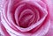 Close Up Dewy Pink Rose