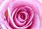Close Up Dewy Pink Rose Spiral Center