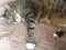 Close Up | Diabetic Male Tabby Cat