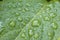 Close-up diagonal perspective of dew drops on a vibrant green leaf