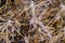 Close up of Diamond cholla / branched pencil cholla Cylindropuntia ramosissima, Joshua Tree National Park, California