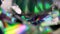 Close up Diamond fractal Rainbow