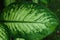 Close up Dieffenbachia Dumb leaf plant.