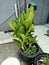 Close up of dieffenbachia seguine plant