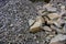 Close-up of different sized piles of rocks