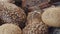 Close-up of different types of fresh baked Dutch bread is on the wooden table