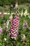 Close-up of Digitalis `Digitalis purpurea`, horticultural plant of different colorsin