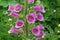 Close-up of Digitalis `Digitalis purpurea`, horticultural plant of different colorsin