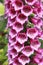 Close-up of Digitalis `Digitalis purpurea`, horticultural plant of different colorsin