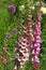 Close-up of Digitalis `Digitalis purpurea`, horticultural plant of different colorsin