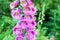 Close up of digitalis purpurea flower (foxglove, common foxglove, purple foxglove or lady\\\'s glove).