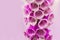 Close up of digitalis purpurea flower or foxglove on purple background woth copy space.